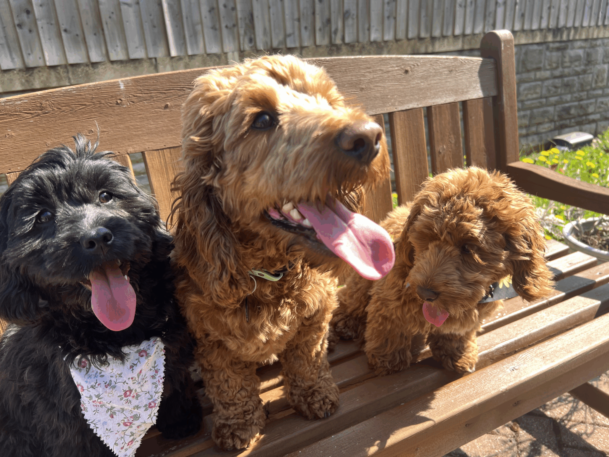 Three dogs, one black and two brown, sat on a bench in the sunshine